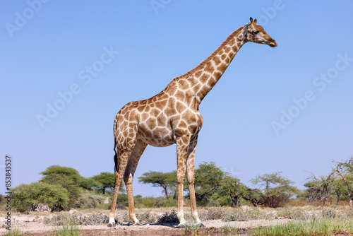 Canvas Print a single giraffe in the bush of africa