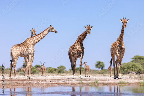 Photography giraffes at a waterhole in Namibia