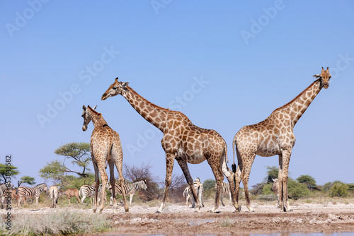Canvas Print giraffes at a waterhole in Namibia