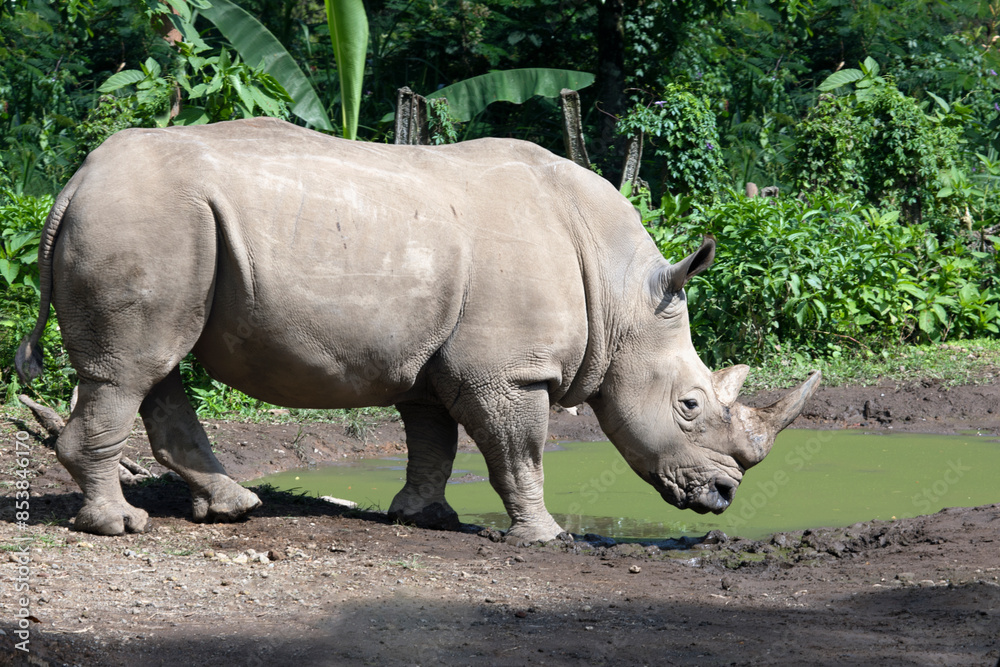 Naklejka premium The white rhinoceros, white rhino or square-lipped rhinoceros (Ceratotherium simum) closeup from side view