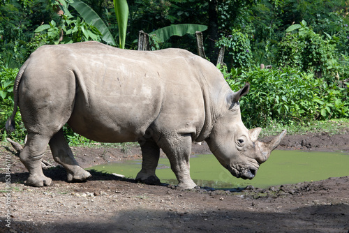 The white rhinoceros, white rhino or square-lipped rhinoceros (Ceratotherium simum) closeup from side view