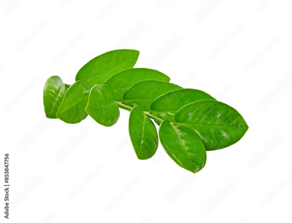 Twig with green leaves transparent png Twig with green leaves transparent png