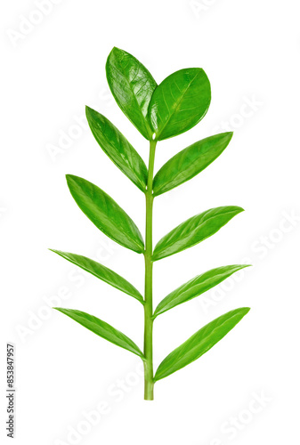 Twig with green leaves transparent png