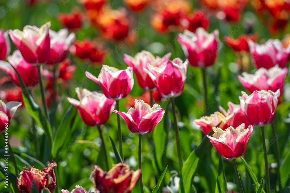 Field of Purple and White Tulips. Background with selective focus and copy space.