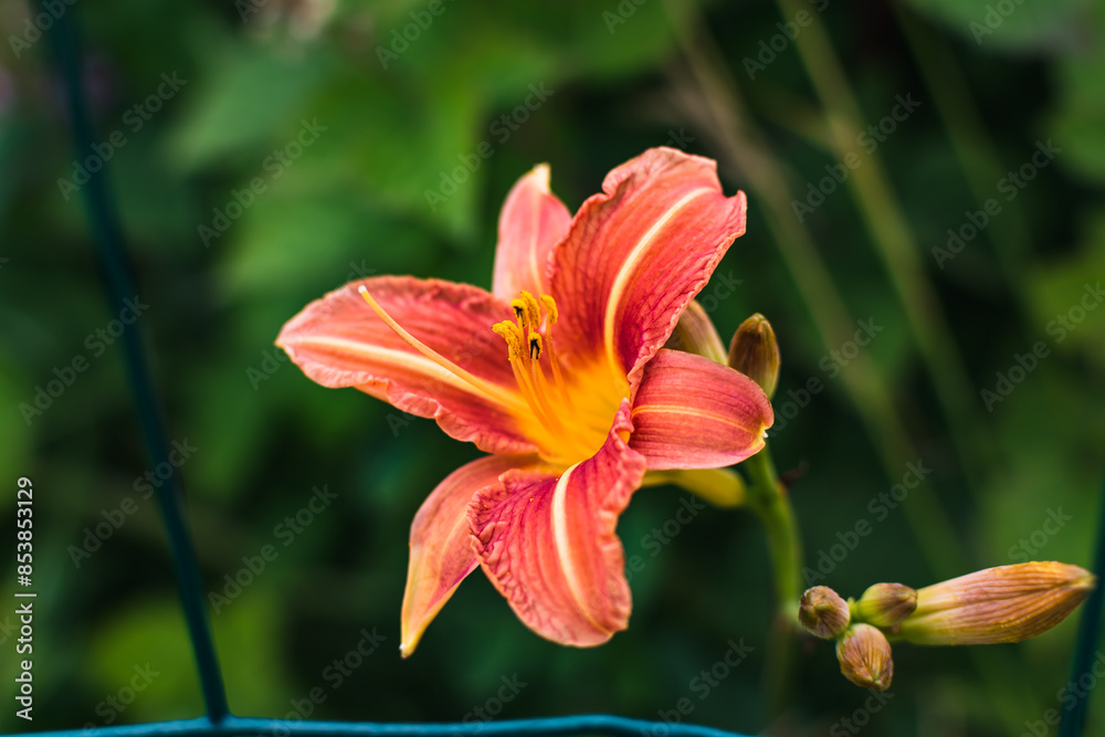 Orange daylily or day lily, flower, hemerocallis Orange daylily or day lily, flower, hemerocallis