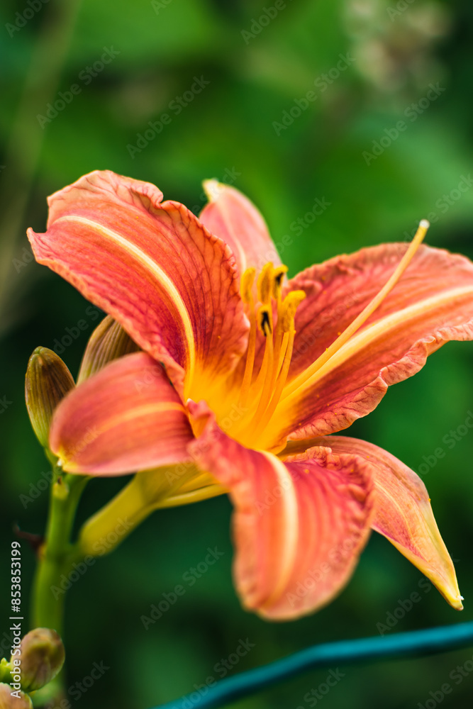 Orange daylily or day lily, flower, hemerocallis Orange daylily or day lily, flower, hemerocallis