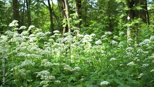summer background with white flowers of a forest dream on a background of green grass with free space for text insertion