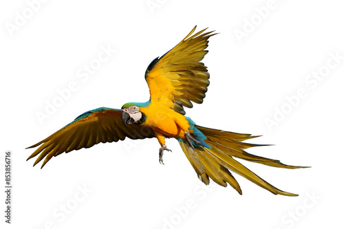 Colorful flying Blue and Gold Macaw parrot isolated on transparent background png file