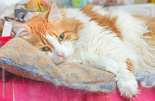 White and red cat lying on old pillow