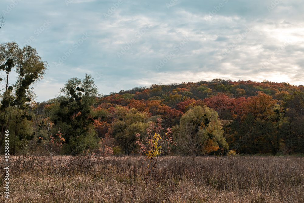 Autumn golden forest and dry field scenery with cloudy sky Autumn golden forest and dry field scenery with cloudy sky