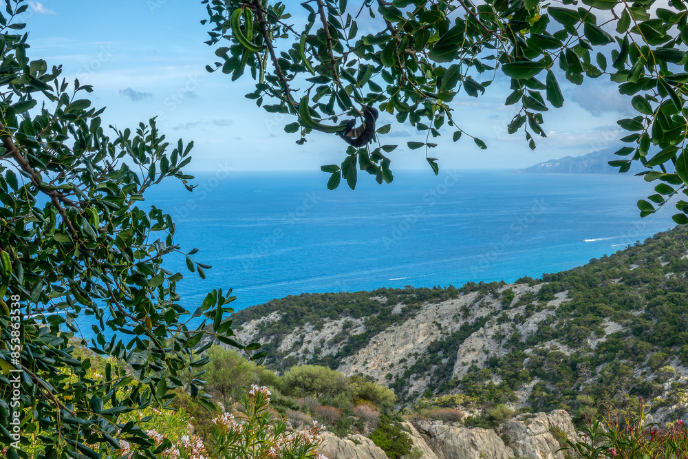 View of the Mediterranean sea in the Gulf of Orosei framed by Olive tree branches from the Supramonte mountains, Sardina island, Italy View of the Mediterranean sea in the Gulf of Orosei framed by Olive tree branches from the Supramonte mountains, Sardina island, Italy