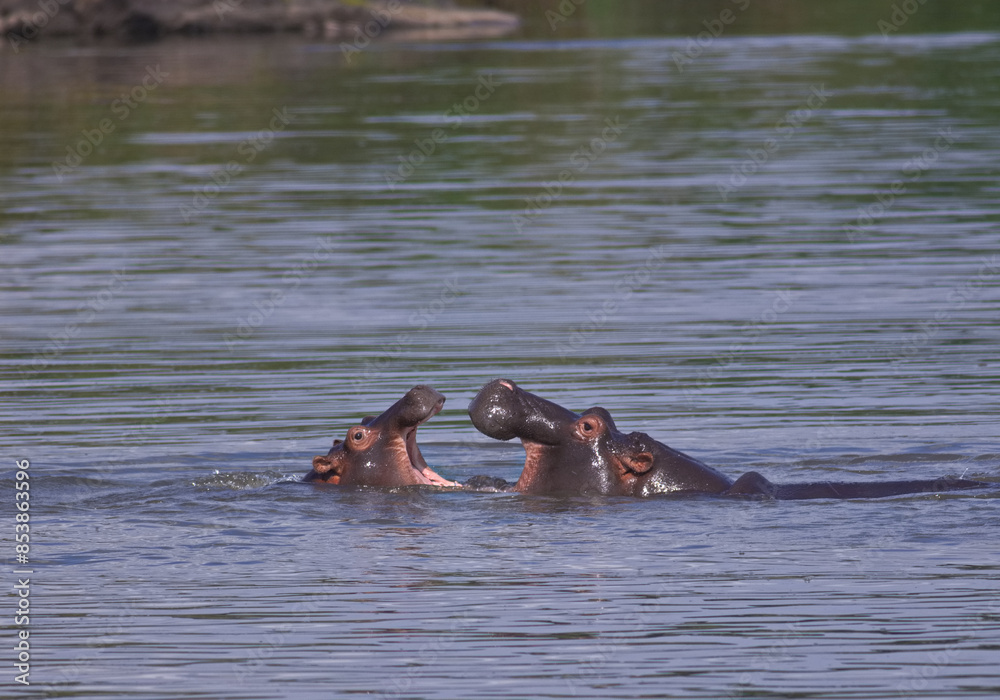Hippos with their mouths open swimming and floating in the water; Territorial display of two Hippopotamus bulls with their heads out; Hippopotamus amphibius from Lower Sabie, Kruger National Hippos with their mouths open swimming and floating in the water; Territorial display of two Hippopotamus bulls with their heads out; Hippopotamus amphibius from Lower Sabie, Kruger National