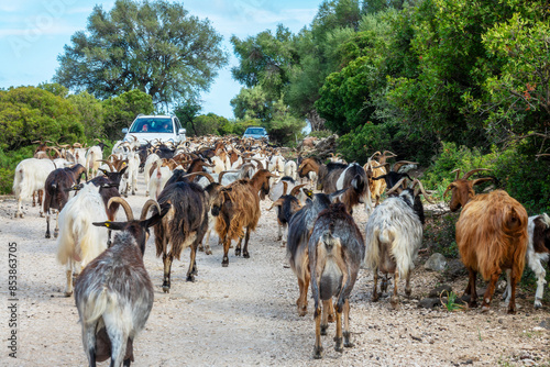 Bild auf Leinwand Cars stopped by a herd of goats on a rural road in the Supramonte mountains, Sar