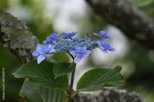 木漏れ日の中で咲く紫陽花