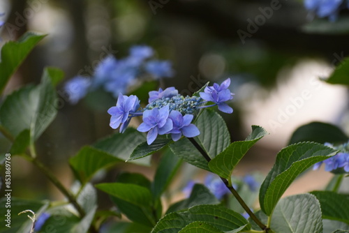 木漏れ日の中で咲く紫陽花