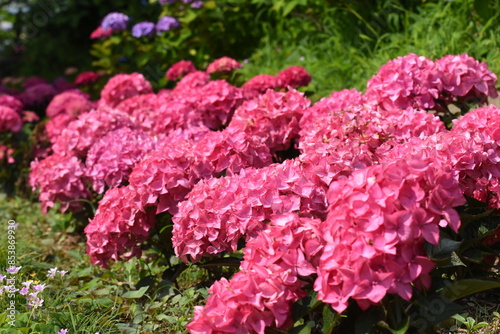 木漏れ日の中で咲く紫陽花