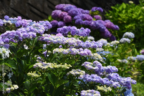 木漏れ日の中で咲く紫陽花