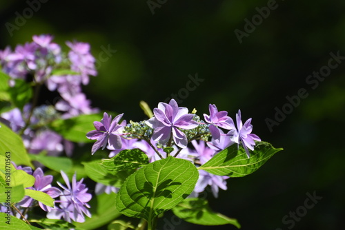 木漏れ日の中で咲く紫陽花