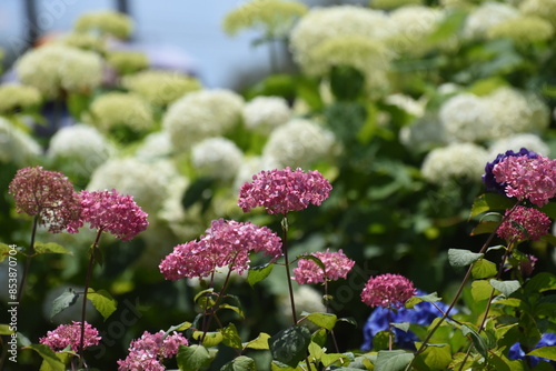 木漏れ日の中で咲く紫陽花