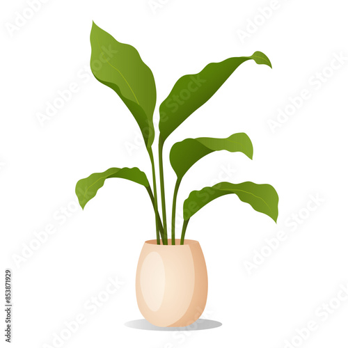Houseplant in pot isolated on white background.
