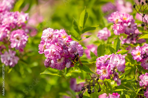 A large wasp on the flowers of a rose bush