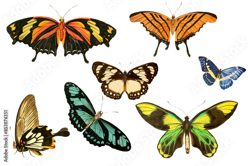 Set Of Vintage Illustration Of Different Species Of Butterflies With Transparent Background, Colorful Butterfly Flying
