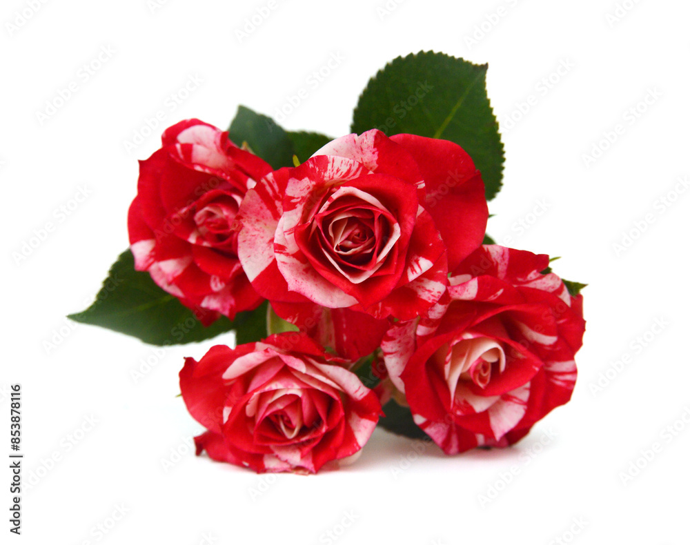 Obraz premium A couple gift roses on valentine day