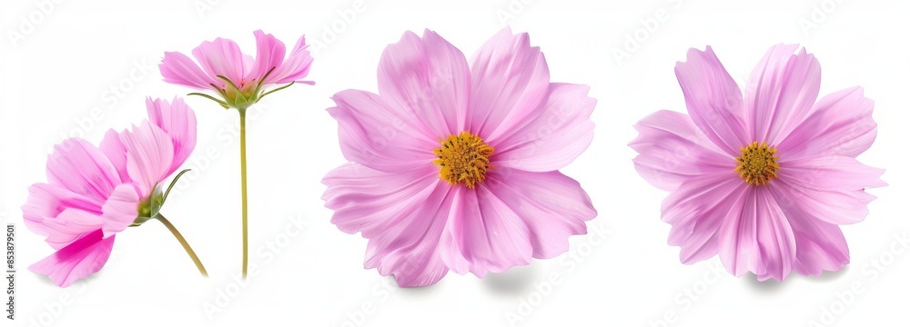 Close-up macro photo of three pink Cosmos bipinnatus flowers on a white background. Modern ornamental plant. Close-up macro photo of three pink Cosmos bipinnatus flowers on a white background. Modern ornamental plant.
