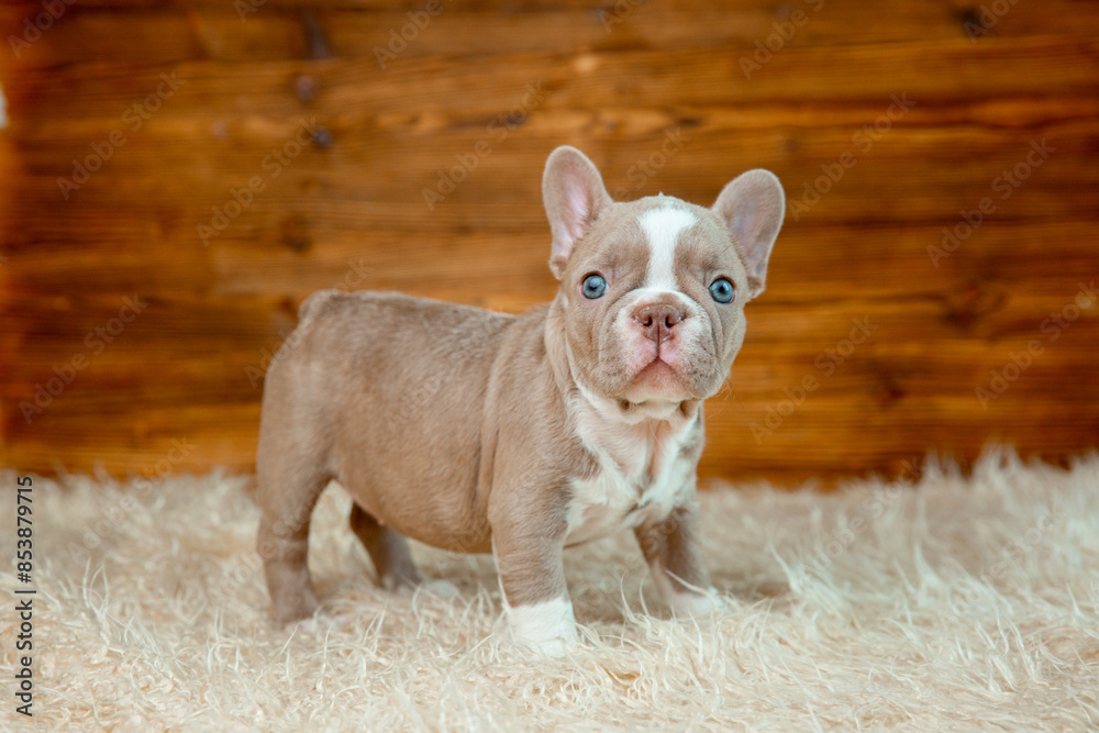 cute baby French bulldog puppy on a wooden background cute baby French bulldog puppy on a wooden background