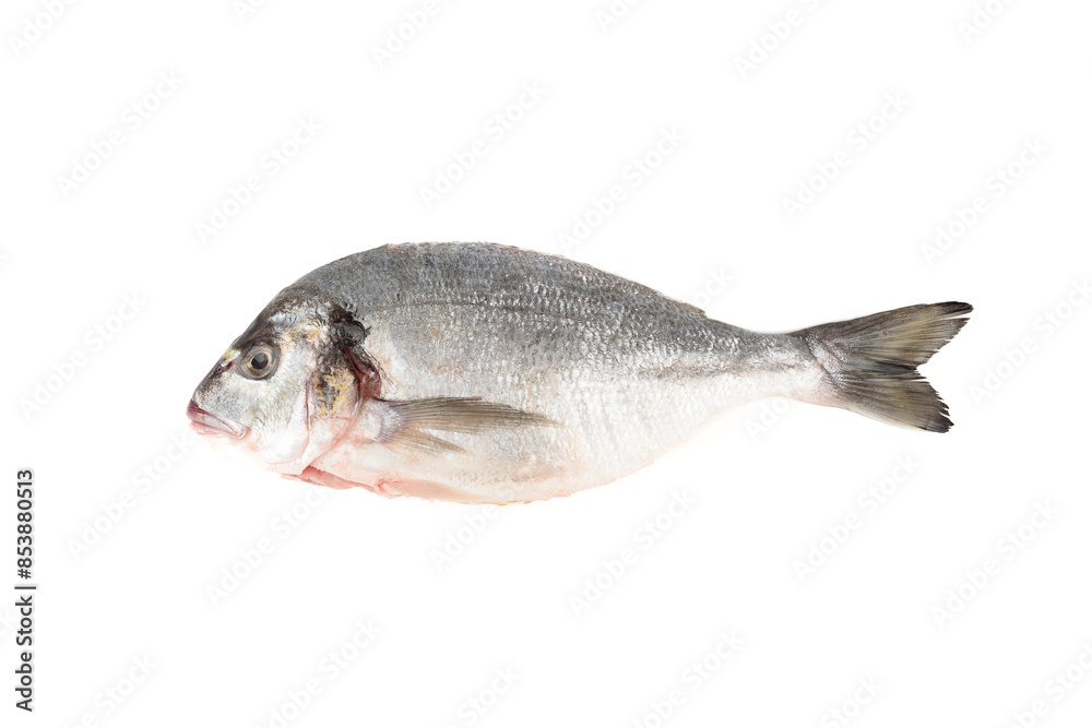 Poached and scaled dorada fish isolated on white background. Poached and scaled dorada fish isolated on white background.