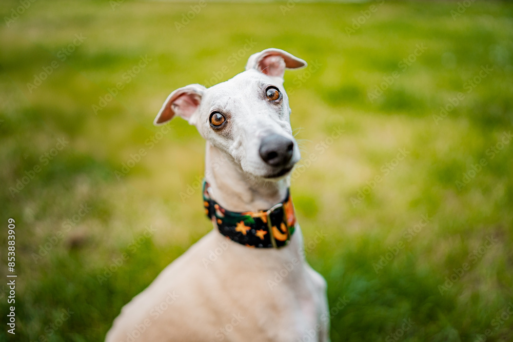 Healthy happy close-up portrait of light brown pure bred dog whippet. Big nose, funny dog. Healthy happy close-up portrait of light brown pure bred dog whippet. Big nose, funny dog.