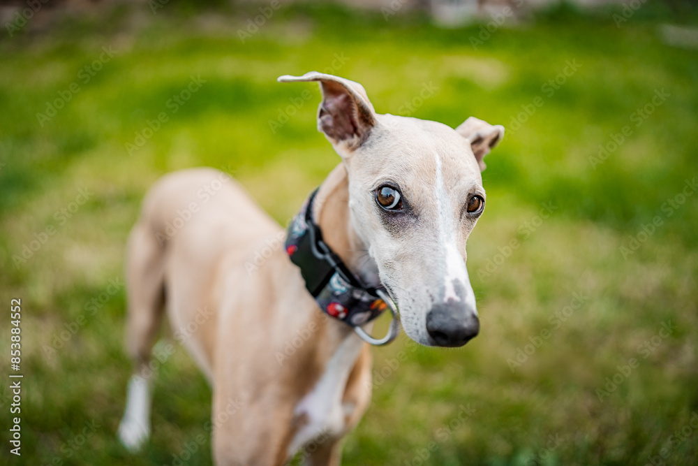 Healthy happy close-up portrait of light brown pure bred dog whippet. Big nose, funny dog. Healthy happy close-up portrait of light brown pure bred dog whippet. Big nose, funny dog.