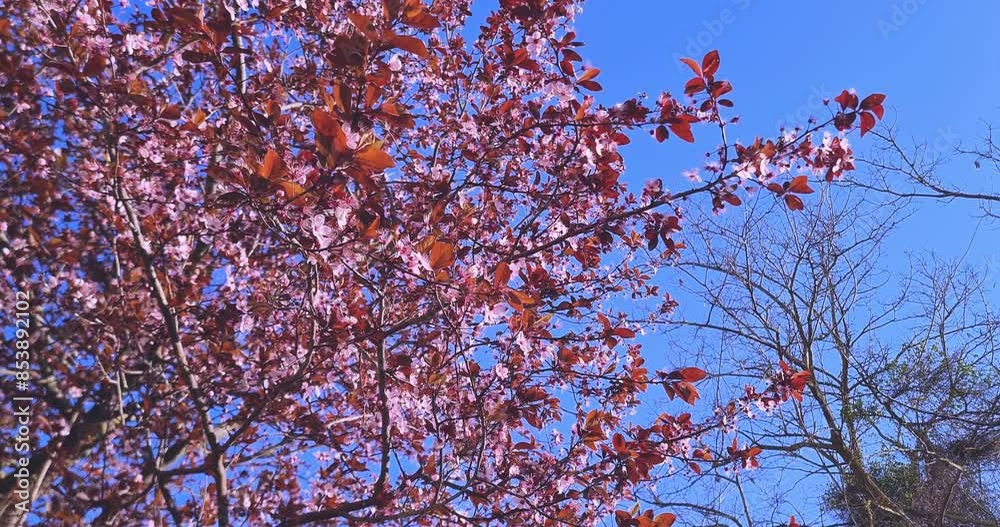 low angle shot of trees with spring purple and pink cherry blossoms under a clear blue sky low angle shot of trees with spring purple and pink cherry blossoms under a clear blue sky