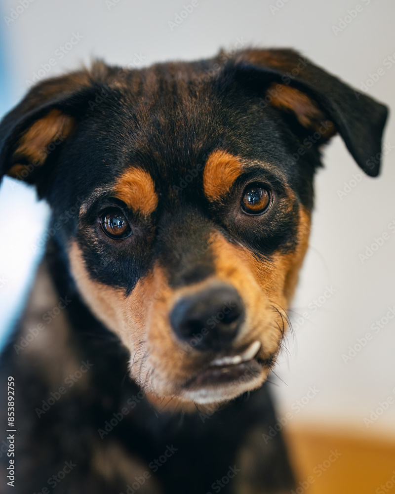 Mixed breed dog at a shelter with a snaggle tooth portrait Mixed breed dog at a shelter with a snaggle tooth portrait