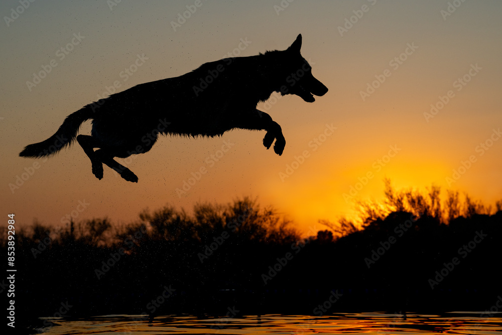 Belgian Malinois jumping into the water at sunset