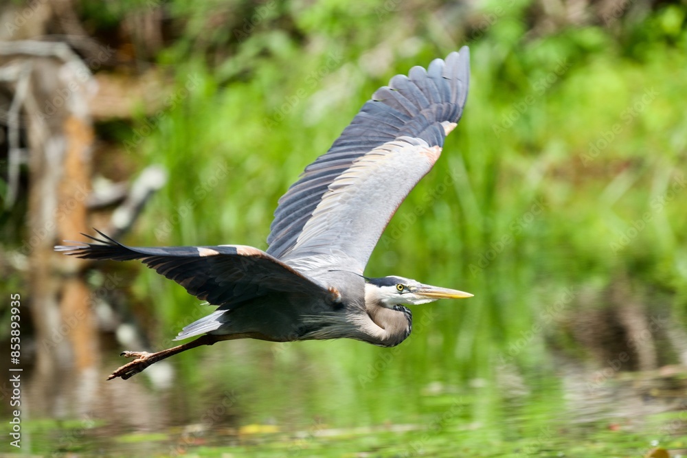 Obraz premium Great Blue Heron Flying over water