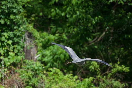 Great blue heron flying in forest