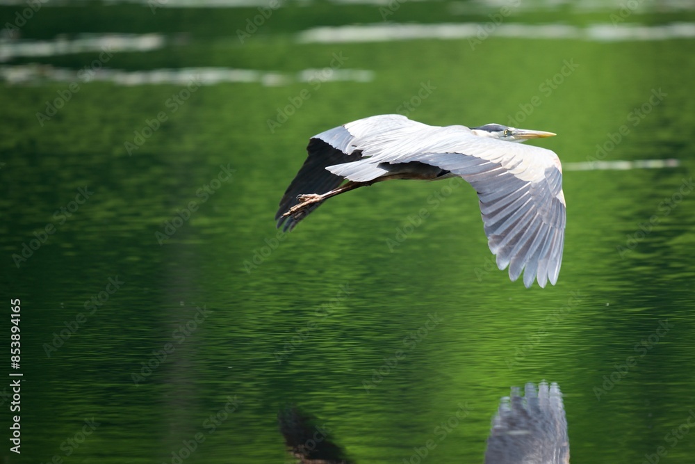 Obraz premium Great blue heron flying over water