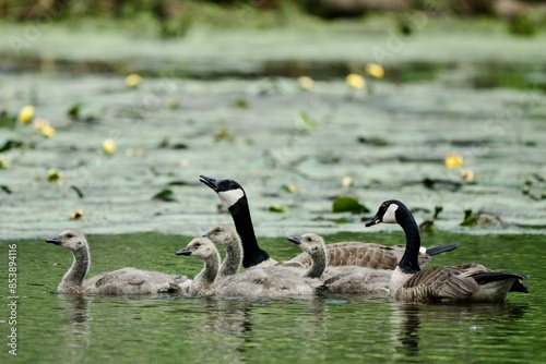 Goslings 