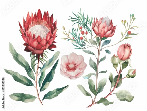 Watercolor floral illustration with protea rose, leaves, branches and flowers. Bohemian greeting card