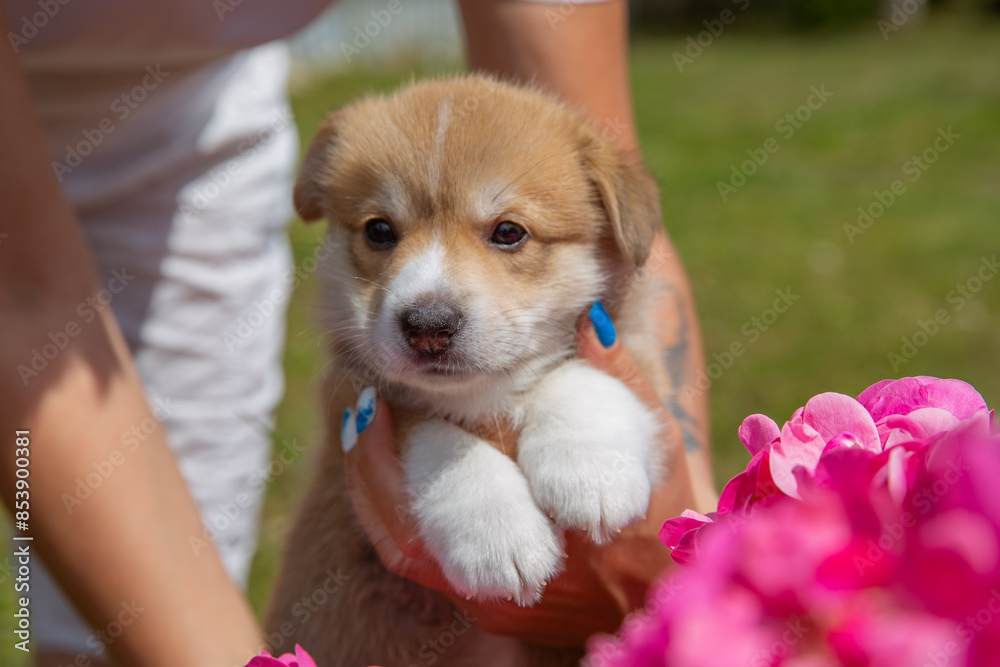 hands holding a cute Welsh corgi puppy on the background of a blooming rose bush hands holding a cute Welsh corgi puppy on the background of a blooming rose bush