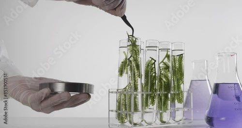 Scientist in uniform picking sea grapes from a test tube in the lab.
 photo