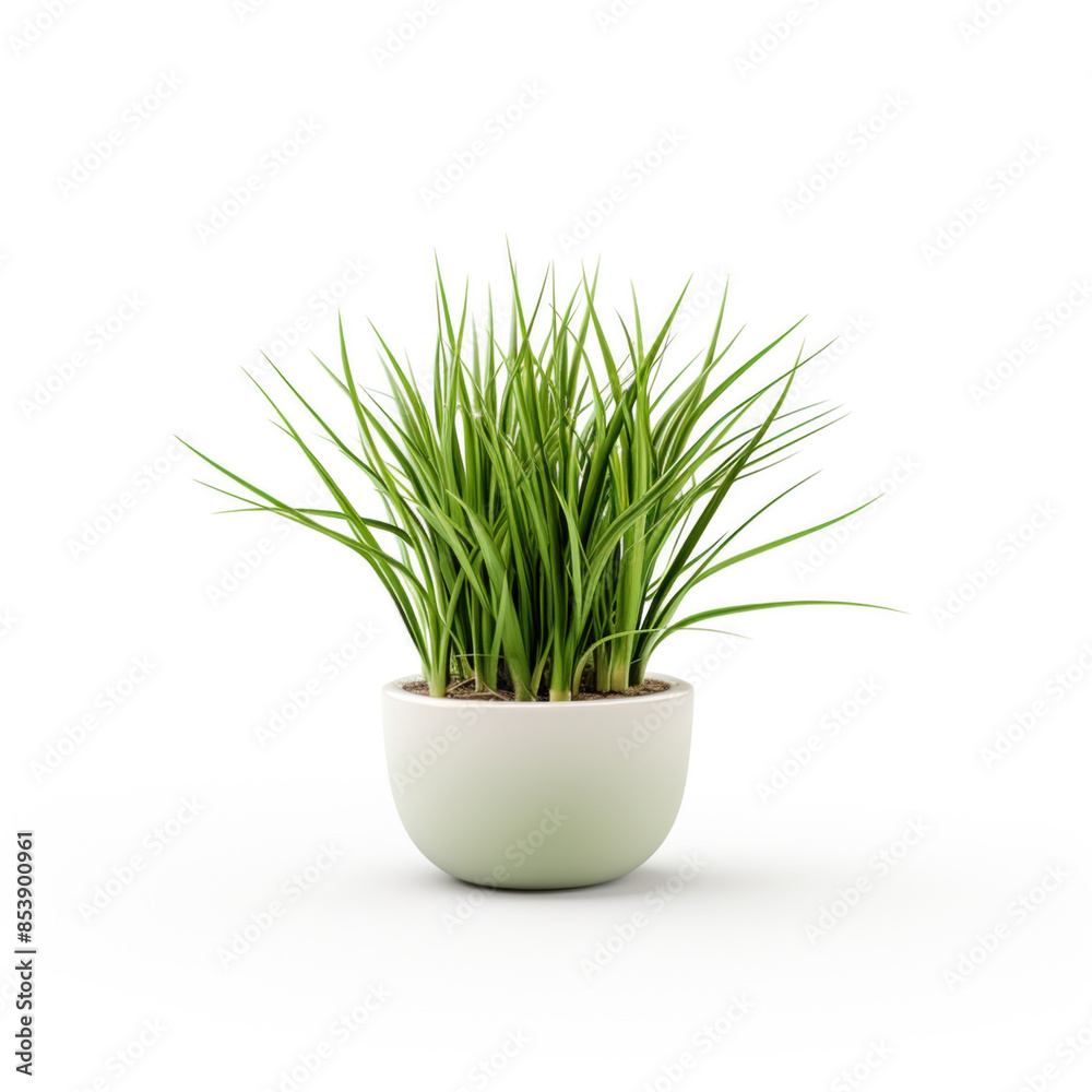 Houseplant grass. Green bush in a ceramic pot. Potted plant isolated on white background. Houseplant grass. Green bush in a ceramic pot. Potted plant isolated on white background.