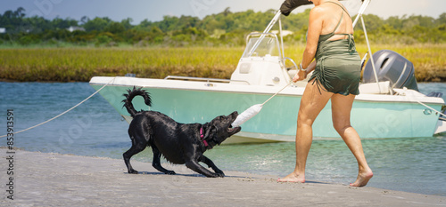Doggo Tug of War