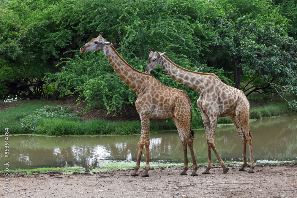 The giraff in the garden at nature sawana grass The giraff in the garden at nature sawana grass