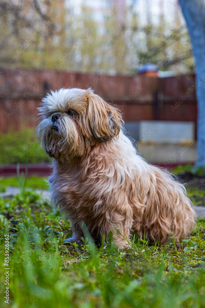 shih tzu dog is sitting on the green grass in the garden shih tzu dog is sitting on the green grass in the garden