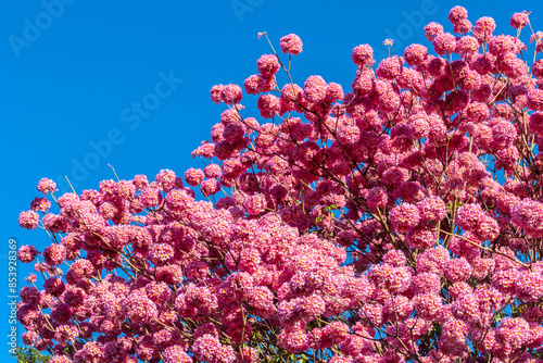 Pink Ipe with scientific name Handroanthus heptaphyllus in Brazil. Close up of beautiful Pink Trumpet Tree , Tabebuia rosea in full bloom photo