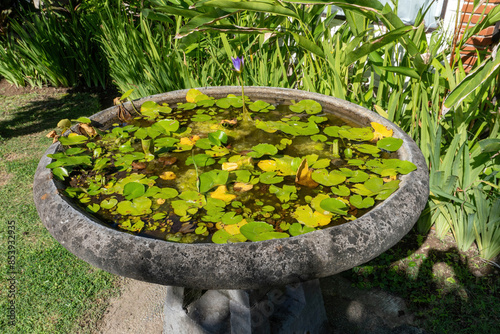 Lotus flower in the big basin. Beautiful lotus flower in a muddy pot and lotus green leaves