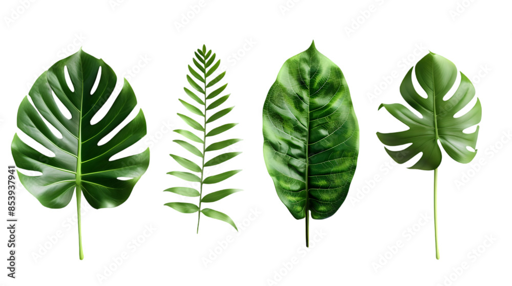 Collection of Different Tropical Leaf Illustrations,cutout on transparent backgrounds. Collection of Different Tropical Leaf Illustrations,cutout on transparent backgrounds.