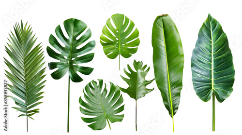 Collection of Different Tropical Leaf Illustrations,cutout on transparent backgrounds. photo